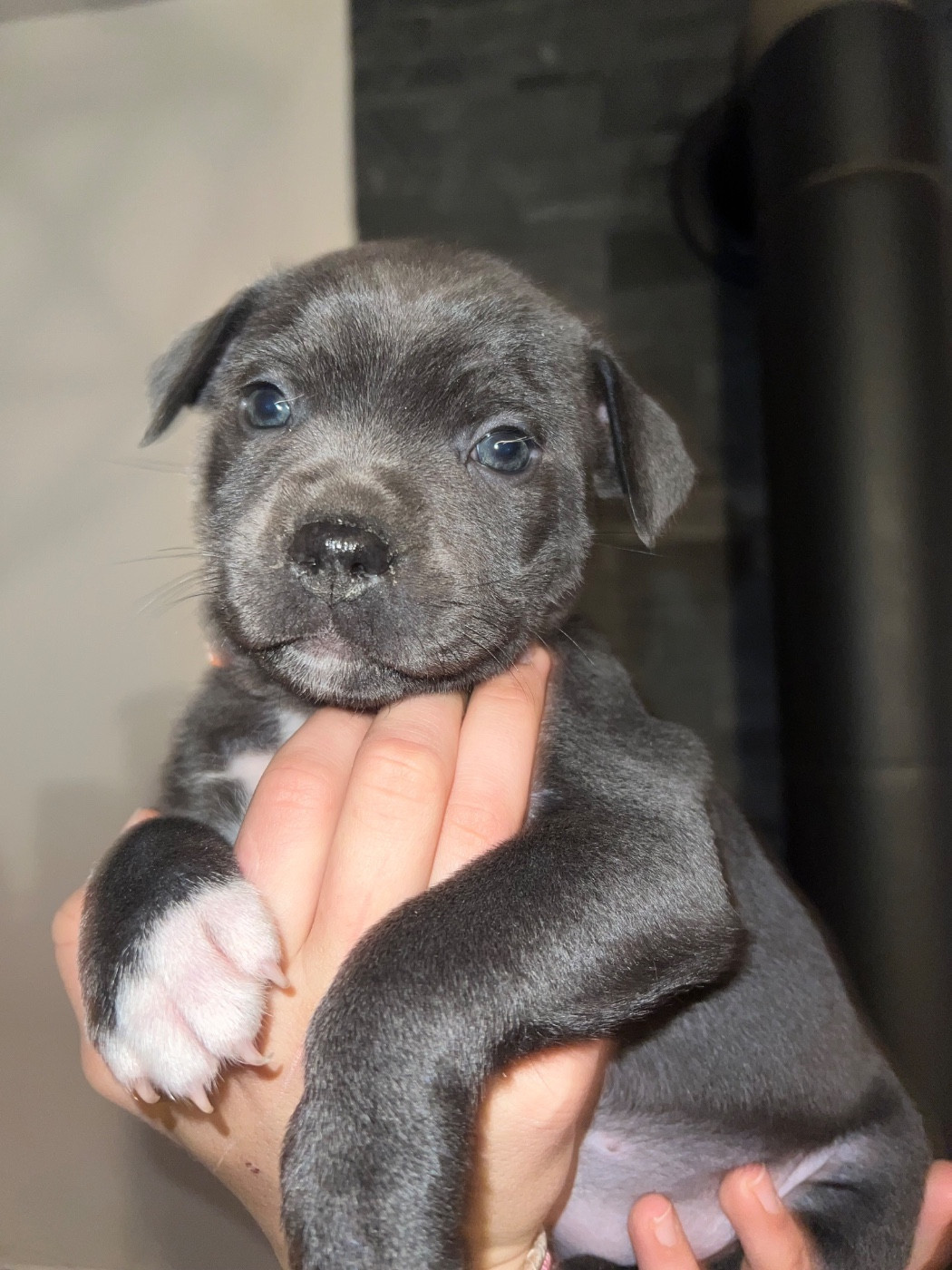 Apple collier orange