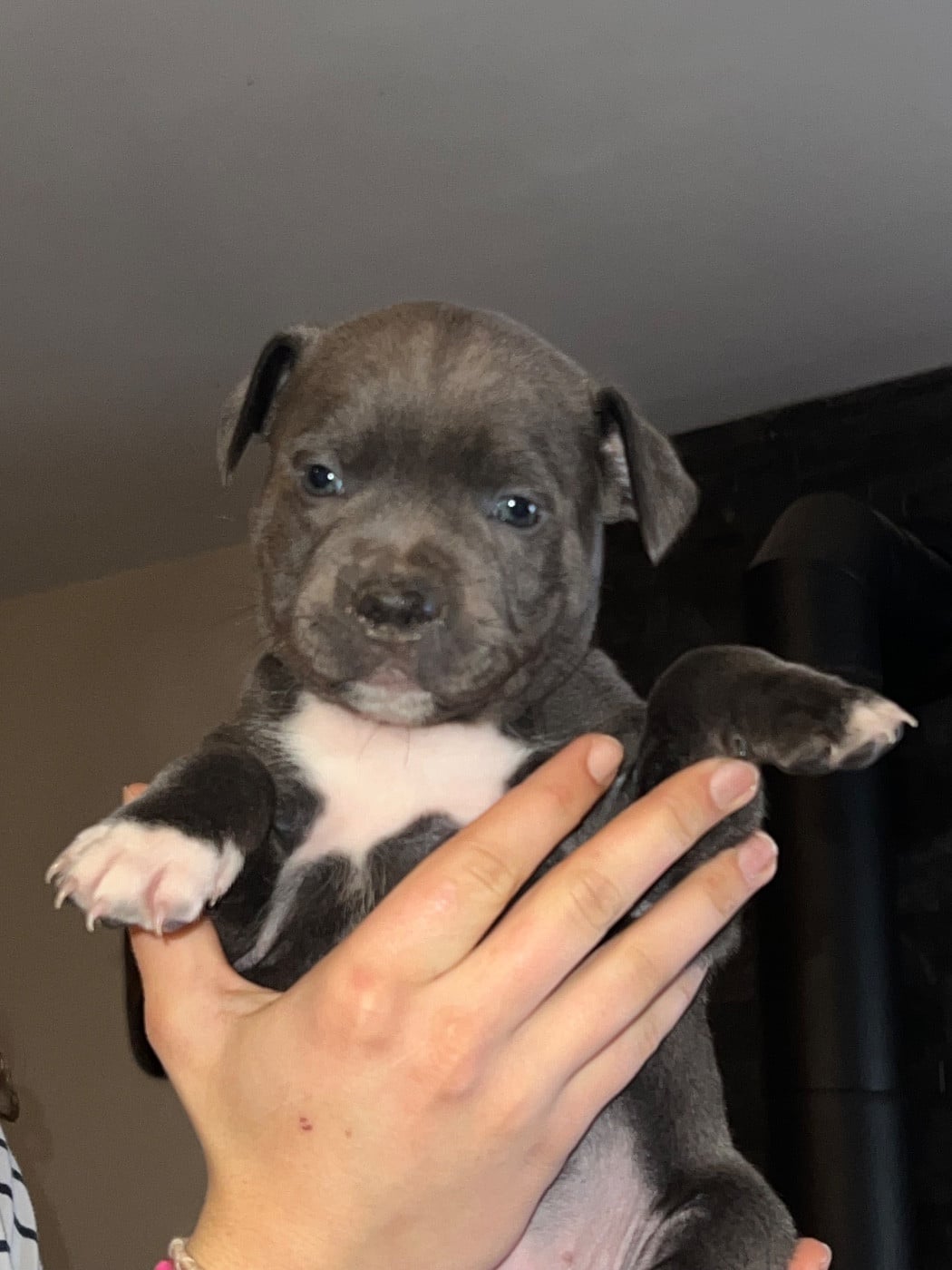 Staffordshire Bull Terrier - Staffy Turtle's Familly