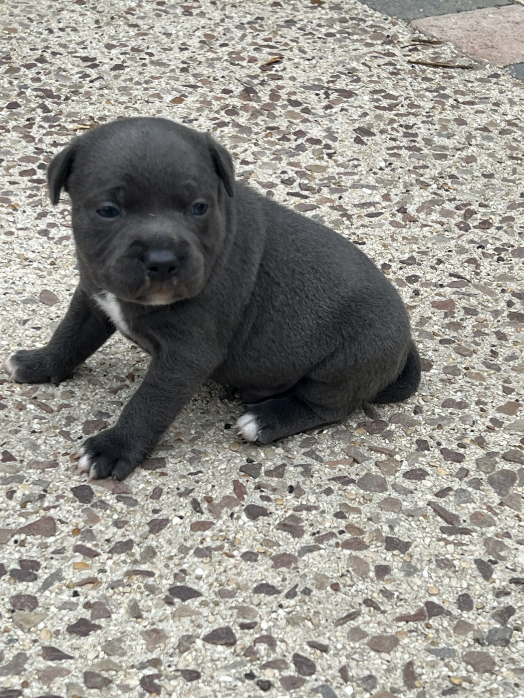 Staffordshire Bull Terrier - Staffy Turtle's Familly