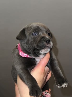 Les chiots de Staffordshire Bull Terrier