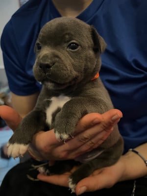 Les chiots de Staffordshire Bull Terrier