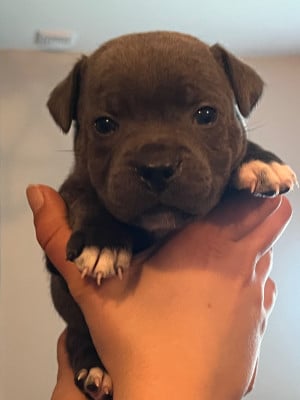 Les chiots de Staffordshire Bull Terrier