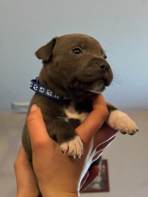 Les chiots de Staffordshire Bull Terrier