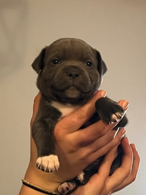 Les chiots de Staffordshire Bull Terrier