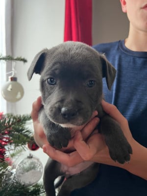 Les chiots de Staffordshire Bull Terrier