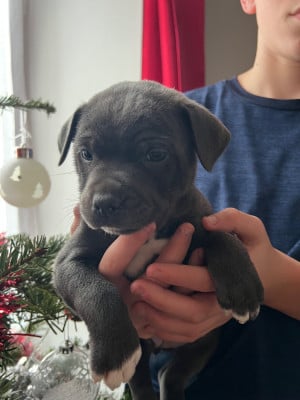 Les chiots de Staffordshire Bull Terrier