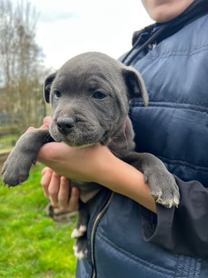 Les chiots de Staffordshire Bull Terrier