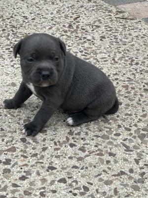 Les chiots de Staffordshire Bull Terrier