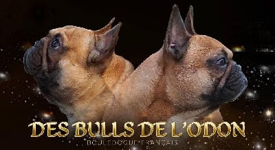 Des Bulls De L'Odon