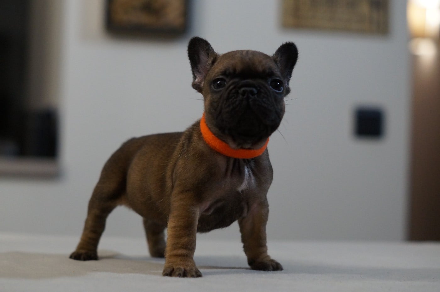 Bouledogue français - Des Bulls De L'Odon