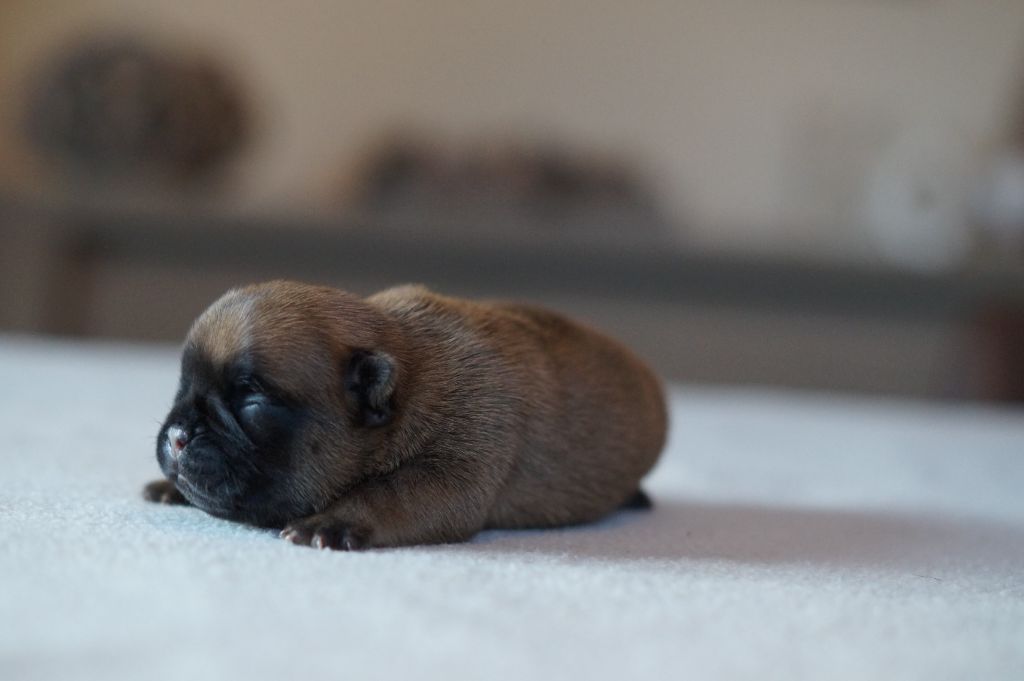 Bouledogue français - Des Bulls De L'Odon
