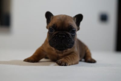 Les chiots de Bouledogue français