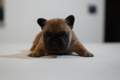 Les chiots de Bouledogue français