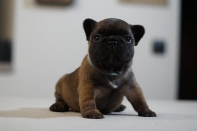 Les chiots de Bouledogue français