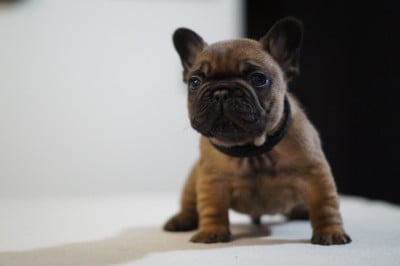 Les chiots de Bouledogue français