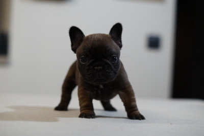 Les chiots de Bouledogue français