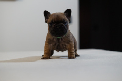 Les chiots de Bouledogue français