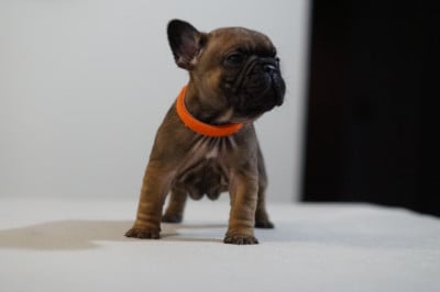 Les chiots de Bouledogue français