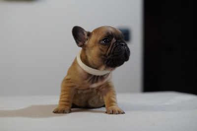 Les chiots de Bouledogue français