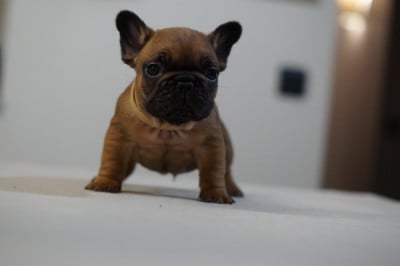 Les chiots de Bouledogue français