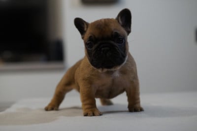 Les chiots de Bouledogue français