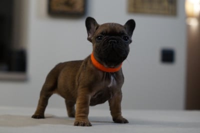 Les chiots de Bouledogue français