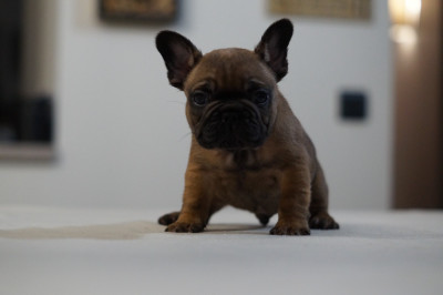 Les chiots de Bouledogue français
