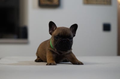 Les chiots de Bouledogue français