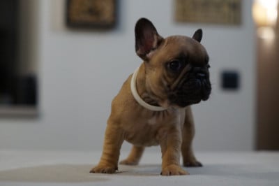 Les chiots de Bouledogue français