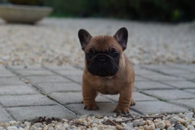 Les chiots de Bouledogue français