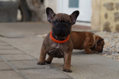 Les chiots de Bouledogue français