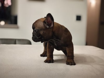 Bouledogue français