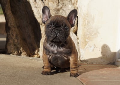 Les chiots de Bouledogue français