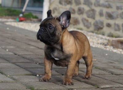 Les chiots de Bouledogue français