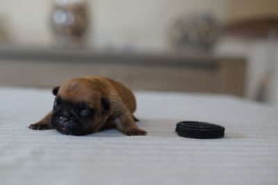 Male 1 - Bouledogue français