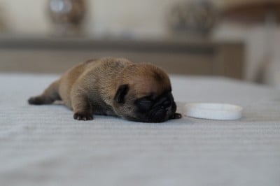 Male 2 - Bouledogue français