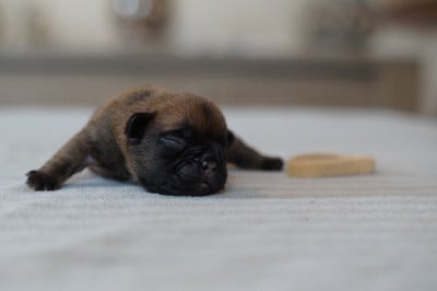 Male 3 - Bouledogue français