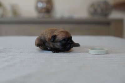 Male 4 - Bouledogue français