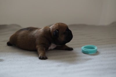 Les chiots de Bouledogue français