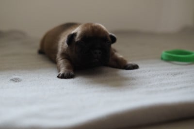 Les chiots de Bouledogue français