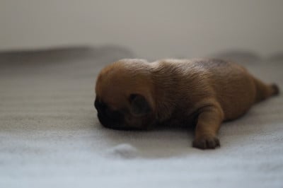 Les chiots de Bouledogue français