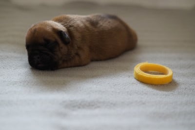 Les chiots de Bouledogue français
