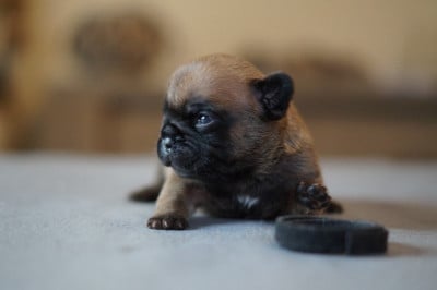 Les chiots de Bouledogue français