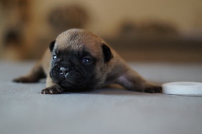 Les chiots de Bouledogue français