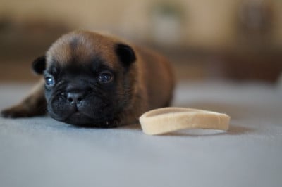 Les chiots de Bouledogue français