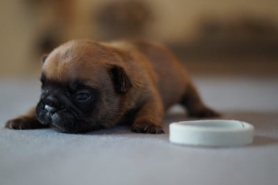 Les chiots de Bouledogue français