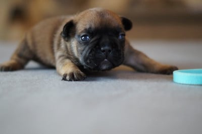 Les chiots de Bouledogue français