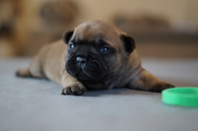 Les chiots de Bouledogue français