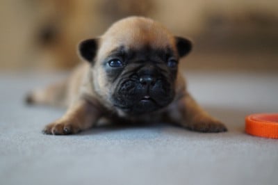 Les chiots de Bouledogue français
