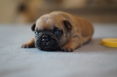 Les chiots de Bouledogue français